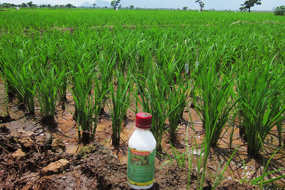 Tanzania herbicide